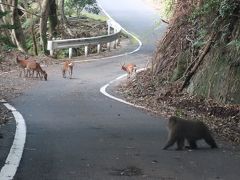 山登りなしで屋久島を楽しんでみました