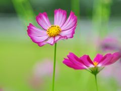 「木曽三川公園センター」”秋の花物語”始まる前に&#8252;&#65039;