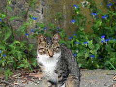 リベンジ！！牡鹿半島沖の島めぐり　猫の楽園島と金華山に登る旅　２日目