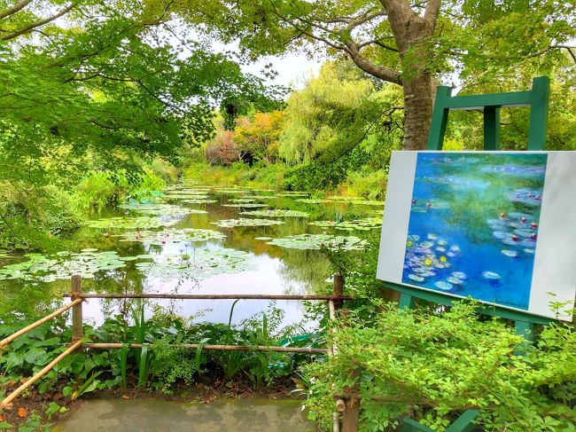 先日、TVでポーラ美術館で「モネとマティスーもう一つの楽園」という展覧会が開かれていることを知りました。2020年はモネの生誕180周年にあたり、この記念年に《睡蓮》の連作を展示するとのことでした。<br /><br />ポーラ美術館のHPの見どころに、"モネがジヴェルニーの敷地に造りあげた庭は、描きたいモチーフを理想的な状態にコントロールできる「楽園」でした。ここで描いた《睡蓮》の連作を、太鼓橋を中心に睡蓮の池と周囲の柳を描いた初期作品から荒々しい筆致により抽象化の様相をみせる晩年のものまで展覧します" と書かれていて.... 忘れかけていた高知にある『モネの庭』のことを思い出しました。北川村『モネの庭』マルモッタンは、本家に加え世界でたった1つだけ公式に名乗ることができる場所で、前から行きたいと思っていたのでした。調べてみると、9月にバスツアーがあることがわかり、思い切って参加することにしました。<br /><br />『モネの庭』は5月のバラの咲くシーズンがベストシーズンのようですが、9月は "青い睡蓮" が見られるとのこと。モネが見たいと思っていた青い睡蓮が本当に見られるのかワクワクしながら出かけたのでした。<br /><br /><br /><br />