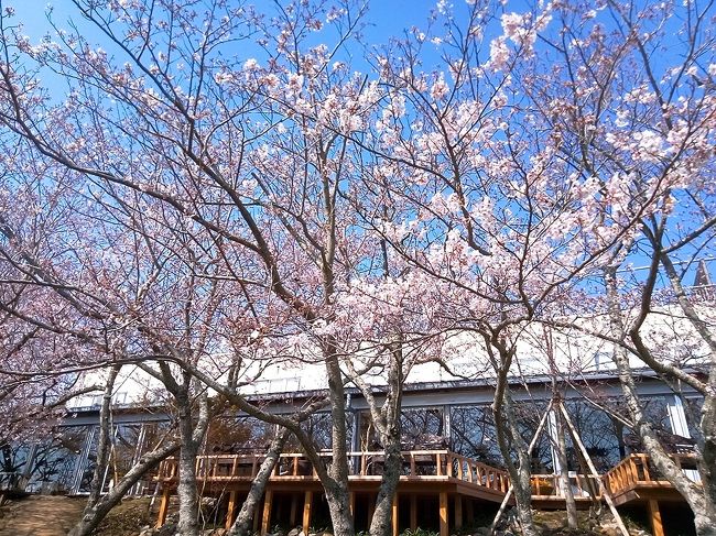 松山　道後館をでたあとは　4泊目の宿泊地鳴門に向かいます。<br /><br />その前に　また　香川を通過するので　おうどんを食べに行きましょう。