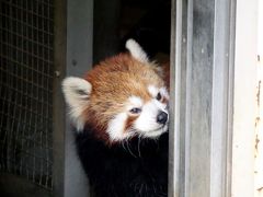 上野動物園＆江戸川区自然動物園　3年8ヶ月ぶりの上野パンダは7ヶ月ぶりのカリンちゃんとルカちゃん＠上野  相変わらずお美しい遊遊さん＠江戸川