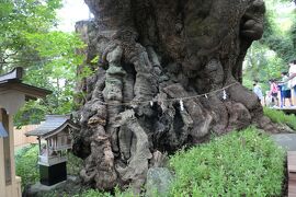 秋の熱海旅行♪　Vol.10 ☆熱海：30年ぶりの来宮神社 大楠の木♪