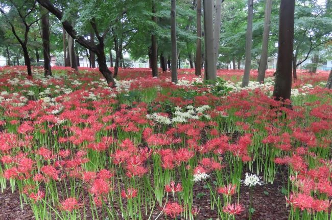 松戸 祖光院の彼岸花 近場で群生の彼岸花が見られるのは感激です。彼岸花で有名な「巾着田のミニ版」といえるぐらい咲く場所で、三ヶ所の林の中一面に真っ赤な彼岸花が咲きみだれています。住宅地の中なのに薄暗い木々の中に、 少し日差しが指す込むのが深閑な雰囲気がありますが、今回は曇り~ それでも名所 巾着田のミニ版の雰囲気がありますが、こちらはローカルな名所となってきましたが真っ赤な彼岸花の中に白、黄色、ピンクとカラフルな色が混じるのが、ここの特色です。 白、ピンクが多くなってきました。