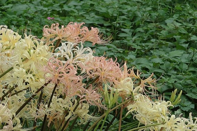 ２０２０年の夏は前半大雨で後半酷暑で、彼岸花はお彼岸に咲かないだろうなと予想。<br />彼岸花を見に京都にやってきました。<br /><br />植物園には、日本古来の彼岸花もあるようですが、残念ながら全く咲いてませんでした。<br />というか茎すら出てなかった・・・。<br /><br />でも白色はちょうど見ごろで、赤色もちらほら咲いてました。<br /><br />ほかにも秋の花とか咲いてて楽しかった。