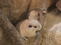 クオッカとトリプル赤ちゃん制覇の埼玉こども動物自然公園（後編）グンディとフェネックの赤ちゃんに会えた～レッサーパンダはソウソウと双子の北園