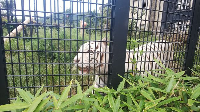 ひたすら動物たちに癒されてくださいの巻。<br />珍しくコメントはちゃんとしている方…かも?