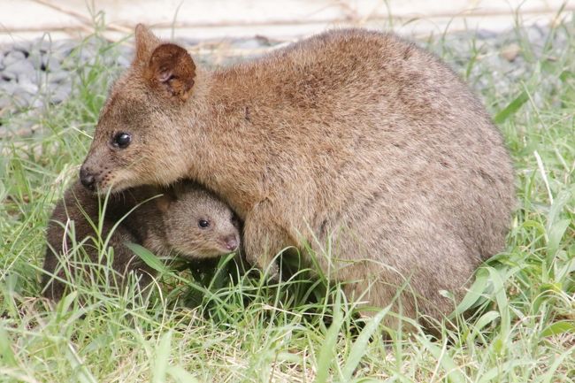 まさかのトリプル赤ちゃん制覇！<br />できれば会いたい、会えたらラッキー、くらいに思っていて、気負わなかったことが幸いしたのでしょうか。<br /><br />2020年８月第４週目のこの日曜日は、天気は雨予報まじりでぱっとしなかった代わりに、最高気温が38度前後の猛暑続きだったここのところに対し、気温が30度前後とほんの少しだけやわらぐとのこと。<br />それなら地元の埼玉こども動物自然公園（略して「埼玉ズー」）に行こうと狙っていました。<br />ただ、週末だと、クオッカの整理券ゲットは、開園より30分以上前に到着していなければ、まず無理だろうと思っていました。<br />それに、午前中は曇天予報だったものの、雨が降ったらクオッカは外に出さない可能性が高いです。<br />なので、今回のミッションは、漠然と、２週間前の前回８月２日に会えた赤ちゃんたち───ニホンカモシカやキリンやプーズーの２頭目のリラちゃんが広い屋外放飼場にデビューしたらしいので、そんな赤ちゃんたちの成長ぶりを見ることと、レッサーパンダやコアラほか、いつものメンバーにできるだけたくさん会えればいいな～くらいに考えていました。<br />それから、コアラのふくちゃんが目覚めて活発なところを見るには、また夕方を狙わねばならないだろうな～と思っていました。<br /><br />でも、訪問２日前の８月21日、公式サイトに、グンディに双子の赤ちゃん、フェネックに５つ子の赤ちゃんが生まれたというニュースが掲載され、できれば会いたいという淡い期待が加わりました。<br /><br />それが、なんと、クオッカの赤ちゃんに、グンディの双子の赤ちゃん、フェネックの赤ちゃんはかろうじてでしたが、トリプル赤ちゃんに会えました！<br />とりわけフェネックは、展示場に目隠しがされているし、夜行性だし、大半は巣穴の中にいるというので、見るのは困難だろうと思っていたので、ほんとにラッキーでした！<br /><br />本日は、いつものように開園時間から少したったくらいに到着するのでいいだろうと思って、家を９時に出ました。我が家から車で、渋滞がなければ、たいてい40～45分なのです。<br />ところが、思った以上に道が空いていたので、25分と驚異的な早さで到着できました！<br />おかげで開園時間５分前に到着できて、前々回の７月16日の平日にクオッカの整理券をゲットできた時より少し後くらいの入園待ちの列に並ぶことができて、整理券をゲットできました！<br />前々回の７月16日に比べると、整理券配布枚数は、１回につき20名に増員されていた上、今回は週末だったので240枚と増えていました。<br />でもきっと、例年より涼しかった７月に比べると今年2020年の８月は猛暑続きで、まだまだ暑かったので、動物園を訪れる人が少なかったのが幸いしたのでしょう。<br />とはいえ、開園時間から15分したら配布は終了したので、いつものように40分以上かかって到着していたら、私が入園した時には整理券配布はちょうど終わっていたところでした。<br /><br />今回は、公式サイトで発表があったばかりのグンディとフェネックの赤ちゃんにも会いたいと思っていたので、クオッカ観覧時間まで、先に北園のレッサーパンダたちがいるエリアとエコハウチュウを回りました。<br />このとき、夜行性のフェネックには、赤ちゃんだけでなく、親たちにも会えなかったのですが、グンディの双子の赤ちゃんには会えました！<br />そして、レッサーパンダのソウソウくんに会ってから、一気に東園の１番遠いところにあるクオッカアイランドへ。<br />クオッカ観覧後、コアラ舎に向かったところ、ちょうどユーカリの交換が終わったタイミングでしたが、室内の女子コアラたちは、ふくちゃんを含めて、全員起きていました！<br />なので、夕方もう１度コアラ舎に行かず、レッサーパンダの方に行くことに決め、東園に来ていた８月の週末限定のキッチンカーでランチを取った後、まずはカモシカの親子を目当てに、久しぶりコバトンロードからシカとカモシカの谷に向かいました。<br />そして、久しぶりついでに、埼玉ズーで１番標高が高いエリアにあるサイチョウ舎やクジャクたちがいるコースからペンギンヒルズに回り、そこから坂を下りで再びレッサーパンダがいるエリアへ。<br />そこで、夕方でなければ見られないと思っていたフェネックの赤ちゃんたちは、15時頃に夕食をもらった直後だったらしく、かろうじて見られたというわけです。<br />ただ、赤ちゃんたちはすぐに巣穴に引っ込んでしまったし、夕日の照りつけが厳しいフェネック展示場前で赤ちゃんの出待ちしているのは、からだに堪えそうだったので、いったん林の中の園路を通ってなかよしコーナーまで下りました。<br />でもあいにくコツメカワウソの方は、ちょうど屋内に戻ってしまっていてタイミングが悪かったので、なかよしコーナーはざっくり回った後、もう１度レッサーパンダ展示場に戻って、16時半頃から交代になった双子のリュウ・セイをぎりぎりまで見守った後、正門から埼玉ズーを後にしました。<br /><br />これだけのコースを歩き回れたのも、天気予報が数日前の内容とまるで違っていて、曇りのち雨どころか、晴れのち時々曇りで、雨は一切降らなかったおかげでした。<br />夕方から雨が降ったとしたら、屋根のあるレッサーパンダの室内展示場前か、あるいは東園のコアラ舎にずっといるつもりでしたので、あちこち回れなかったはずです。<br />ただ、晴れると日当たりがかなりきつく感じられたので、随所でしっかり休み、できるだけ日陰を歩くようにしました。<br />埼玉ズーは武蔵丘陵の自然林の中にある動物園なので、コバトンロードのような林間コースは涼しく過ごせたのですが、場所によっては、特にフェネックたちが起きていた15時頃の展示場前など、日ざらしでかなりきつかったです。<br />しかも、数日前から左足をひねって痛めていました。テレワーク中の日常ではそれほど支障はなかったのですが、たくさん歩くと、思った以上に痛みがありました。<br />そんな中で、我ながら、よう歩き回れたと思います！<br /><br />ただ、我ながらよう歩いたし、休み休みで、途中、気になるところはじっくり時間をかけたので、当然、回り切れないところはありました。<br />ぴょんぴょん村のウサギさんやコツメカワウソの展示終了までに間に合わなかったことと、広い放飼場にデビューしたキリンの赤ちゃんを見に行けなかったのは残念でした。<br /><br />というわけで、そんな今回の再訪はいつものように前後編にまとめ、おおまかに東園と北園に分けました。<br /><br />＜猛暑がほんの少し中休みした８月のクオッカ・グンディ・フェネックの赤ちゃんに会えた埼玉こども動物自然公園の旅行記のシリーズ構成＞<br />■（前編）ママとはぐれたクオッカの赤ちゃん～昼前からコアラのふくちゃんが起きてた東園<br />□（後編）グンディとフェネックの赤ちゃんに会えた～レッサーパンダはソウソウと双子の北園<br /><br />埼玉こども動物自然公園の公式サイト<br />http://www.parks.or.jp/sczoo/<br /><br />＜タイムメモ＞<br />09:00　車で家を出る<br />09:25　こども動物自然公園の第２駐車場に到着<br />（空いていたせいでいつもの半分近くで到着）<br />09:40　入園待ちをした上で年パスで入園＆クオッカ整理券ゲット<br />（09:30開園）<br />09:45　クオッカ整理券配布終了<br />09:50-09:55　乳牛・マヌルネコ<br />09:55-10:00　フェネック見られず・ミーアキャット<br />10:00-10:10　レッサーパンダ（ソウソウのみ）<br />10:10-10:20　シロフクロウ・エコハウチュー<br />（グンディの双子の赤ちゃんに会えた）<br />10:35　クオッカアイランド前で待機<br />10:40-10:50　クオッカ★<br />（ビビちゃんの赤ちゃん外を跳ね回る）<br />10:50-10:55　ワライカワセミ★<br />10:55-11:10　休憩<br />11:10-11:15　オオカンガルー★<br />11:20-12:20　コアラ館★<br />（ちょうど女子大部屋のユーカリ交換が終わったところ）<br />（ふくちゃん起きていた）<br />（男子コアラはみんな寝ていた）<br />12:25-13:00　キッチンカーのランチ＆休憩★<br />13:05-13:15　カピバラ・ワラビー広場★<br />13:15-13:35　コバトンロードからシカとカモシカの谷へ★<br />（ニホンカモシカの赤ちゃんデビュー）<br />13:40-13:45　サイチョウ舎<br />13:45-14:05　日影のベンチで休憩<br />14:10-14:15　インドクジャク・シラコバト<br />14:15-14:30　ペンギンヒルズ<br />14:30-14:35　プーズー（赤ちゃん見えず）<br />14:40-14:45　エコハウチュー<br />（グンディの赤ちゃんは会えず）<br />14:45-15:10　レッサーパンダ<br />15:10-15:35　フェネック<br />（15時頃に給餌があったらしい）<br />（かろうじて赤ちゃん見られた）<br />15:35-15:40　マーラ・ヒメマーラ・乳牛<br />15:45-15:55　なかよしコーナー<br />15:55　コツメカワウソ（部屋に収容された後）<br />16:05-16:10　マヌルネコ<br />16:10-16:15　フェネック・ヤブイヌ<br />（フェネックは寝ていた子のみ）<br />16:15-16:55　レッサーパンダ<br />（16:30頃　リュウ・セイと交代）<br />17:00すぎ　動物公園を出る（17:00閉園）<br />17:25　駐車場を出る<br />17:55-19:10　鶴ヶ島のバーミヤンで夕食<br />19:25頃　帰宅<br /><br />※これまでの動物旅行記の目次を作成済。随時更新中。<br />「動物／動物園と水族館の旅行記～レッサーパンダ大好き～　目次」<br />http://4travel.jp/travelogue/10744070<br /><br />※そのうち、これまでの埼玉こども動物自然公園の旅行記のURL集は、この旅行記の末尾にまとめました。<br />