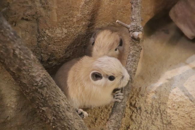 まさかのトリプル赤ちゃん制覇！<br />できれば会いたい、会えたらラッキー、くらいに思っていて、気負わなかったことが幸いしたのでしょうか。<br /><br />いやいや、気負わないでいられたのは、埼玉こども動物自然公園（略して「埼玉ズー」）が、我が家から車で40分と、ある意味、地元だからゆえ。<br />でも、本日は９時に家を出たので、開園時間の９時半に到着しているはずがありませんでした。車が空いていて、びゅんびゅん車を飛ばせて、25分で到着という新記録を作らなければ。<br />それでも、週末は観覧整理券が必要なクオッカに会えるとは思いもしませんでしたが、この日は開園直前に到着しにもかかわらず整理券をゲットできただけでなく、クオッカの赤ちゃんは、この日はずっと外に出ていたらしく、私の観覧時間帯も、ネズミ・サイズのちっちゃな姿をたっぷり堪能できて、途中、ママとはぐれて動けずにいたところなどシャッターシャンスにも恵まれました！<br /><br />クオッカを含め、今回は私にとっては珍しく昼前から起きていたコアラのふくちゃんを含めた東園の写真は前編の旅行記「クオッカとトリプル赤ちゃん制覇の埼玉こども動物自然公園（前編）ママとはぐれたクオッカの赤ちゃん～昼前からコアラのふくちゃんが起きてた東園」にまとめました。<br />https://4travel.jp/travelogue/11649266<br /><br />クオッカと、グンディの双子と、フェネックの５つ子ちゃんという、トリプル赤ちゃん。<br />この中で、実は本命は、グンディの赤ちゃんでした。<br />というか、グンディの赤ちゃんなら、会える確率が高いだろうと思ったのです。<br />でも、赤ちゃんに会いたいなら、観覧時間が決まっているクオッカは別として、一度で会えない可能性があるので、何度か見に行く必要があると思いました。<br />なので、クオッカ観覧前の時間帯に、東園から離れた北園にいるグンディを見に行くようにしたわけですが、結果的にはそれが正解でした！<br />というのも、あわよくばもう一度見たいと思って、午後、見に行ったときは、赤ちゃんたちは全然出てきてくれなかったのです。<br />そのときはたぶん、赤ちゃんたちは、巣穴の中で昼寝していたんだろうと思います。<br />午前中に会えた赤ちゃんたちは、好奇心旺盛で、なんでも噛みたい時期だったようなので、起きていれば外に出てきて元気よく動き回っていたはずでした。<br /><br />フェネックの赤ちゃんは、飼育員さんいわく、夜行性なので、夕方でなければ会えないようだ、とのことでした。<br />埼玉ズーの公式サイトの2020年８月21日付のニュースやそのくらいの時期の公式フェースブックの投稿でも、エサのときには出てくることがあるけれど、赤ちゃんたちはまだ日中は巣穴にいることが多い、とあったし、子育ては完全に両親に任せているので、親たちが落ち着いて育児できるよう、展示場が目隠しされていることは知っていました。<br />目隠しについては、カップルが落ち着いて婚活できるよう、繁殖期からありました。<br />なので、フェネックの赤ちゃんについては、見られるとはほとんど思っていませんでした。<br />でも、今回、フェック展示場は、非常に見えづらかったとはいえ、一部だけ目隠しが外されて、中が覗けるようになっていました。<br />また、エサの時間は15時頃だったらしく、それまではけっこう親子の姿が見られたようです。<br />というのは、まさにフェネックの赤ちゃんに会いたくて東京からやってきたというフェネック・ファンの人たちから聞いた話です。<br />彼らはずっーっとフェネック展示場の前で張っていて、親子の姿はたっぷり見られたというので、私がやってきた時には快く場所をゆずってくれたし、それまでの様子も聞かせてくれました。<br />ということは、次回、私も14時台くらいをねらえば、もっと赤ちゃんの姿が見られるかもしれないということかしら。<br />ただ、ロシアからやってきたニューフェースの両親は、どちらもとても小柄で、一瞬、赤ちゃんと見間違えたくらいです。<br />そして次回はきっと、赤ちゃんたちは、親とほとんど変わらないくらい成長しているかもしれません。そうなると、親子の見分けはつかないかもしれません。<br />もちろん、赤ちゃんたちにはぜぴ、すくすく育ってほしいですし、大きくなった赤ちゃんたちかわらわらと元気よく走り回る様子がぜひ見たいものです。<br /><br />今回、フェネックの赤ちゃんはかろうじて見られた程度でしたが、フェネックの赤ちゃんを含めてトリプル赤ちゃんが見られたのも、１番目当てのレッサーパンダに会うには向かない真夏だったせいもあるかもしれません。<br />そのせいで、レッサーパンダにあまり時間をかけず、いろんな動物たちを回る余裕があったわけです。<br />なので、広い園内、全部は回れたわけではありませんが、トリプル赤ちゃんだけでなく、前回や前々回に会えた他の赤ちゃんたちの成長ぶりも見ることができました。<br /><br />たとえば、フンボルトペンギンの子どもたち。<br />今年2020年生まれの若鳥は３羽ですが、私がペンギンヒルズに到着したのは、ごはんタイムが終わった直後だったらしく、前回のように、親にごはんをねだっている若鳥がいて、親がエサをくれる様子がなかったので、ずーっとぴーぴー鳴いていました。とっても可愛かったです。<br />３羽のうち、ずーっとぴーぴー鳴いていたのは１羽だけでした。飼育員さんに聞いてみると、うち１羽はまさに本日、自分で魚を食べられるようになったそうです。<br />もう１羽は食べそうになっていたので、あと一息らしかったです。<br />ずっーと鳴いていた子は、まだまだのようでした。<br /><br />他に成長ぶりが見られたのは、谷にデビューしたニホンカモシカの子供のメグルくん。<br />メグルくんはママと一緒に、通路のテラスの下の日陰に避難していました。そこはエリアのはじっこなので、きっと落ち着くのでしょう。<br />ほんとは、テラスのような人工物の下ではなく、エンリッチメント大賞を取ったこともある自然な谷の中にいるもらえた方が絵になったのですが、もっと涼しい秋になったら、そんな姿が見られるかもしれません。<br /><br />なかよしコーナーにいる６月生まれの子ウサギたちは、前々回の７月16日、前回の８月２日につづき、今回３度目ですが、会うたびにどんどん成長していく様子を見守ることができました。<br />次回はきっと大人たちの仲間入りしていると思うので、もう私には見分けがつかないでしょう。<br /><br />プーズーの赤ちゃんと、キリンの赤ちゃんは、タイミングが合わなかったのと、見に行く時間がなくなってしまったので、残念ながら、今回は見られませんでした。<br />次回会えるのを楽しみにしたいと思います。<br /><br />埼玉ズーで２大ハイライトのレッサーパンダとコアラの子供たちには、もちろん会えました。<br /><br />男子コアラはほとんど寝ていましたが、大部屋の女子コアラたちは、午前中のユーカリ交換の後、みんなよく起きていました。<br />これまで午前中だと寝ていることが多かったふくちゃんとビーくんも、しっかり活動しているところが見られたので、夕方はレッサーパンダの子供たち、リュウくん・セイくんの方に会いに行くことができました。<br />夏のレッサーパンダの展示は室内展示のみで、室内展示場はあまり広くないことから、まだ子供の双子のリュウくん・セイくん以外は、１頭ずつの展示で、展示当番は日替わりのようです。<br />埼玉ズーでは、日中、レッサーパンダの展示交代はなく、いまは室内展示場がリュウくんとセイくんの寝室代わりになっています。なので、展示当番がリュウくんとセイくんの日以外は、日中はリュウくん・セイくん意外の子が出ていて、閉園時間30分くらい前になるとリュウくん・セイくんと交代になるので、３頭に会えることになります。<br />本日の当番は、ソウソウくんでした。<br />ソウソウくんは、私が見ている間は、ずーっと床の上を歩き回っていました。可愛いんだけど、撮影はきびしかったです。<br />埼玉ズーの室内展示場のレッサーパンダたちは、大人になると、床を歩き回ってばかりいるのが不思議です。しかも、ほとんど立ち止まることがなく、せかせかとずーっと動きっぱなし、落ち着きがないのです。<br />やっぱりレッサーパンダたちは、屋外にいる方が生き生きとしています。<br />早く涼しくなって、屋外でのぴのび過ごすレッサーパンダたちに会いたいものです。<br /><br />＜猛暑がほんの少し中休みした８月のクオッカ・グンディ・フェネックの赤ちゃんに会えた埼玉こども動物自然公園の旅行記のシリーズ構成＞<br />□（前編）ママとはぐれたクオッカの赤ちゃん～昼前からコアラのふくちゃんが起きてた東園<br />■（後編）グンディとフェネックの赤ちゃんに会えた～レッサーパンダはソウソウと双子の北園<br /><br />埼玉こども動物自然公園の公式サイト<br />http://www.parks.or.jp/sczoo/<br /><br />＜タイムメモ＞<br />09:00　車で家を出る<br />09:25　こども動物自然公園の第２駐車場に到着<br />（空いていたせいでいつもの半分近くで到着）<br />09:40　入園待ちをした上で年パスで入園＆クオッカ整理券ゲット<br />（09:30開園）<br />09:45　クオッカ整理券配布終了<br />09:50-09:55　乳牛・マヌルネコ★<br />09:55-10:00　フェネック見られず・ミーアキャット★<br />10:00-10:10　レッサーパンダ（ソウソウのみ）★<br />10:10-10:20　シロフクロウ・エコハウチュー★<br />（グンディの双子の赤ちゃんに会えた）<br />10:35　クオッカアイランド前で待機<br />10:40-10:50　クオッカ<br />（ビビちゃんの赤ちゃん外を跳ね回る）<br />10:50-10:55　ワライカワセミ<br />10:55-11:10　休憩<br />11:10-11:15　オオカンガルー<br />11:20-12:20　コアラ館<br />（ちょうど女子大部屋のユーカリ交換が終わったところ）<br />（ふくちゃん起きていた）<br />（男子コアラはみんな寝ていた）<br />12:25-13:00　キッチンカーのランチ＆休憩<br />13:05-13:15　カピバラ・ワラビー広場<br />13:15-13:35　コバトンロードからシカとカモシカの谷へ<br />（ニホンカモシカの赤ちゃんデビュー）<br />13:40-13:45　サイチョウ舎★<br />13:45-14:05　日影のベンチで休憩<br />14:10-14:15　インドクジャク・シラコバト★<br />14:15-14:30　ペンギンヒルズ★<br />14:30-14:35　プーズー（赤ちゃん見えず）★<br />14:40-14:45　エコハウチュー★<br />（グンディの赤ちゃんは会えず）<br />14:45-15:10　レッサーパンダ★<br />15:10-15:35　フェネック★<br />（15時頃に給餌があったらしい）<br />（かろうじて赤ちゃん見られた）<br />15:35-15:40　マーラ・ヒメマーラ・乳牛★<br />15:45-15:55　なかよしコーナー★<br />15:55　コツメカワウソ（部屋に収容された後）★<br />16:05-16:10　マヌルネコ★<br />16:10-16:15　フェネック・ヤブイヌ★<br />（フェネックは寝ていた子のみ）<br />16:15-16:55　レッサーパンダ★<br />（16:30頃　リュウ・セイと交代）<br />17:00すぎ　動物公園を出る（17:00閉園）<br />17:25　駐車場を出る<br />17:55-19:10　鶴ヶ島のバーミヤンで夕食<br />19:25頃　帰宅<br /><br />※これまでの動物旅行記の目次を作成済。随時更新中。<br />「動物／動物園と水族館の旅行記～レッサーパンダ大好き～　目次」<br />http://4travel.jp/travelogue/10744070<br /><br />※そのうち、これまでの埼玉こども動物自然公園の旅行記のURL集は、前編の旅行記「クオッカとトリプル赤ちゃん制覇の埼玉こども動物自然公園（前編）ママとはぐれたクオッカの赤ちゃん～昼前からコアラのふくちゃんが起きてた東園」の末尾にまとめました。<br />https://4travel.jp/travelogue/11649266