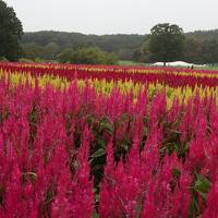 2020年9月 埼玉温泉旅行♪森林公園で羽毛ゲイトウとコリウス♪温泉巡り