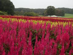 2020年9月 埼玉温泉旅行♪森林公園で羽毛ゲイトウとコリウス♪温泉巡り