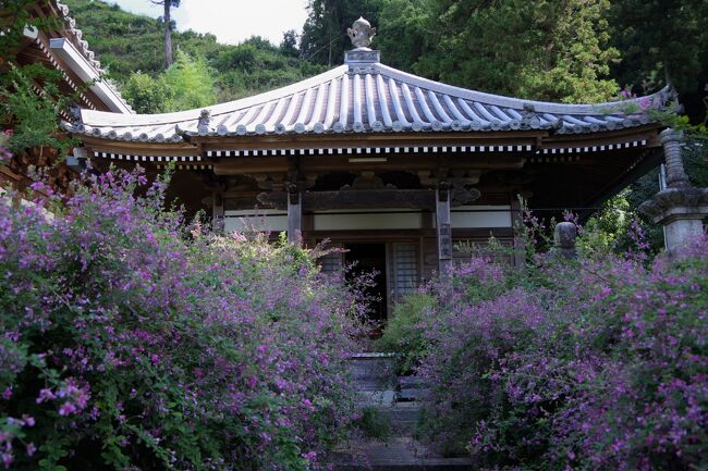 4連休も明日で終わり、萩の花が見頃という情報を受けて、娘と一緒に出掛けてきました。