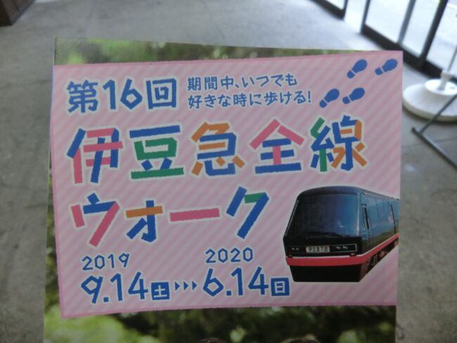 第169部-736冊目 1/2<br /><br />皆様、こんにちは。<br />オーヤシクタンでございます。<br /><br />毎年、参加している伊豆急全線ウォーク。<br />第16回はコロナの影響で、令和2年4月30日をもって催行中止となってしまいました。<br />あれから、5ヶ月が経過しましたが、コロナは収束の気配をみせません。<br />そして、コロナ禍の影響で無人駅が増えたことから、従来通りの伊豆急全線ウォークを催行することは不可能と判断。<br />第16回は、完歩賞サポートと言うことで終わりになることに‥<br />これを知った筆者。<br />急ではありましたが、完歩賞サポートを受けに伊豆へ行って来ました。<br /><br />本編は、第3・4・5・9区/計16.4kmを歩きます。<br /><br />━━━━━━━━━━━━━━━━━━━━<br />令和2年9月22日 日帰り<br /><br />9月22日(火)-1 はれ後あめ<br /><br />①京浜東北線:各停.大船行<br />鶴見.4:41→横浜.4:51<br />▼<br />②普通721M.熱海行<br />横浜.4:54→熱海.6:15<br />▼<br />③普通5625M.伊豆急下田行<br />熱海.6:29→伊東.6:56<br />▼<br />④伊豆急627:普通.伊豆急下田行<br />伊東.7:51→川奈.7:59<br />↓<br />※徒歩(第16回伊豆急全線ウォーク)<br />第3区(7.3km)<br />川奈駅.8:05‥富戸駅.9:25<br />;<br />第4区(4.5km)<br />富戸駅9:27‥城ヶ崎海岸駅前.10:08<br />:<br />第5区(2.1km)<br />城ヶ崎海岸駅.10:16‥伊豆高原駅.10:39<br />↓<br />⑤伊豆急:特急8061M 踊り子1号.伊豆急下田行<br />伊豆高原.10:42→伊豆急下田.11:15<br />▼<br />⑥伊豆急8026M:特急踊り子6号.東京行<br />伊豆急下田.11:34→伊豆熱川.12:02<br />↓<br />※徒歩(第16回伊豆急全線ウォーク)<br />第9区(2.5km)<br />伊豆熱川駅.12:07‥片瀬白田駅.12:49<br /><br />━━━━━━━━━━━━━━━━━━━━<br />JR東日本‥1,690円<br />伊豆急行‥1,900円<br />MaxValue伊東駅前店‥282円<br />祗園伊東駅売店‥690円