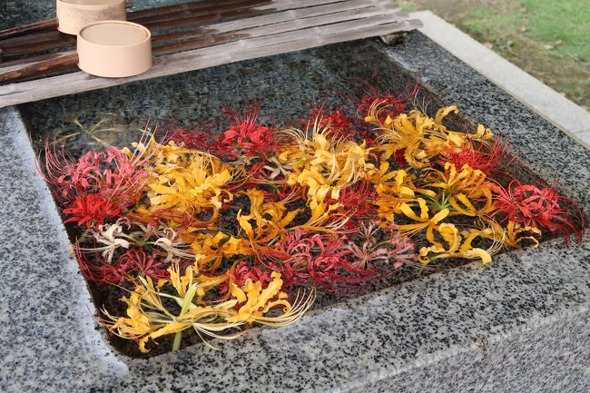 横浜 西方寺の彼岸花<br /><br />新型コロナの影響で自粛生活中です、2月17日以来の投稿です。<br />久しぶりに横浜西方寺の彼岸花を見に行きました。<br />近いので歩いていけます。<br /><br />約20,000本に増えた彼岸花は見事な咲き映えです。<br />前回はなかったピンクの彼岸花を初めて見ました。<br /><br />約2万本の彼岸花は、同寺の周辺住民らで作る「花の里づくりの会」のメンバーにより、約16年前に街づくりの一環として植栽されたそうです。<br /><br />白色と黄色は見頃で、赤色はまだ少しつぼみが残っている状態です。<br />今週一杯が見ごろだと思います。