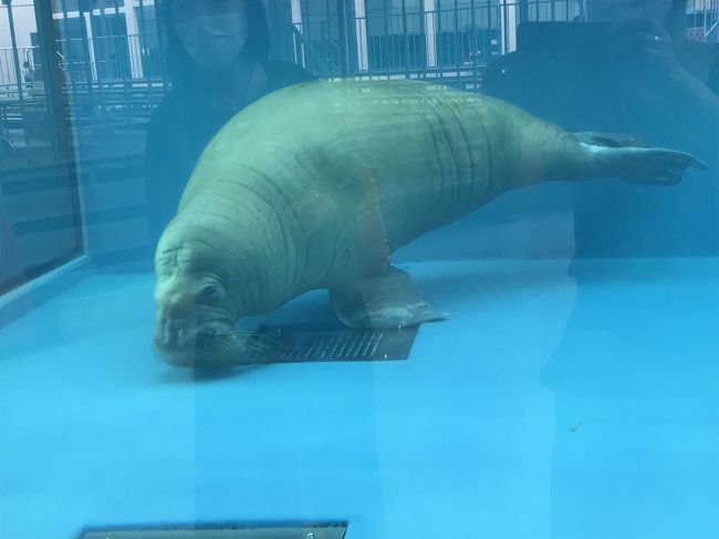 やっと行ったぞ！！鳥羽水族館は癒される～う♬