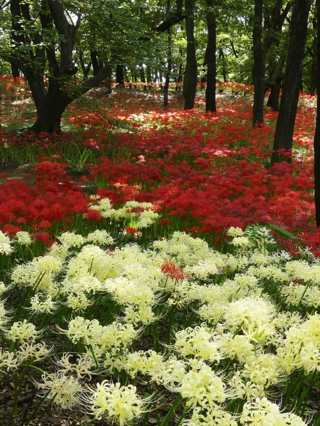 「境御嶽山自然の森公園」のヒガンバナ_2020_見頃終盤です。今年は花が多いかも（群馬県・伊勢崎市）