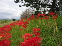 自然・動植物