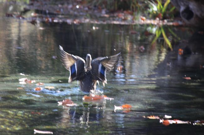 中禅寺湖でのんびり秋旅2：戦場ヶ原と竜頭の滝、中宮祠・菖蒲が浜線歩道の巻