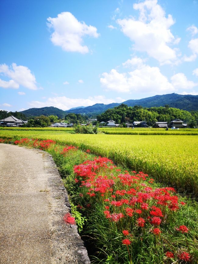 彼岸花で思い出す風景の一つが明日香村です。<br />今回十数年ぶりに訪れてみました。そこにはほぼ変わらぬ風景がありました。