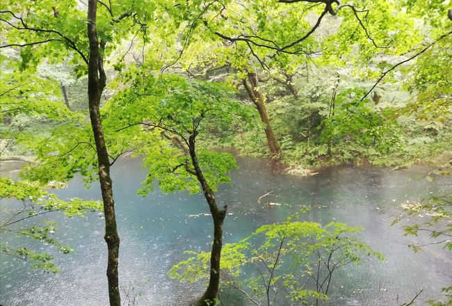 今年はコロナ禍で海外はもう無理。<br />国内の行ってみたいところに行きましょう。<br />数年前にリゾートしらかみで五能線を弘前から秋田へ移動をしました。<br />今回は世界遺産、白神山地を歩きます。