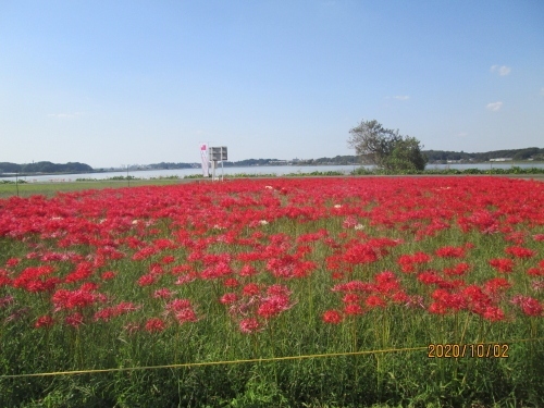 柏市の旧沼南町・カシニワ・手賀沼自然ふれあい緑道・彼岸花・2020年