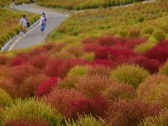 海浜公園のコキアが色付き始めました。　