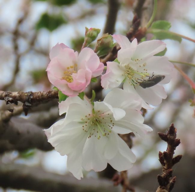 10月3日、午後３時頃にふじみ野市にある亀久保西公園に行き、その後の冬桜を見ました。　咲き始めてから約一か月になりますが、花の色は白っぽく、花の数は増えていました。16本の樹がありますが、5本の樹に花がついていました。<br /><br /><br /><br />*見られた冬桜の花