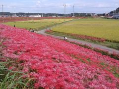 ごんぎつねの里　彼岸花！