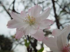 その後の冬桜・・コンパクトカメラによる撮影