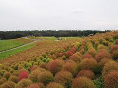 子連れで茨城県央～ひたち海浜公園と大洗（７歳＆４歳）