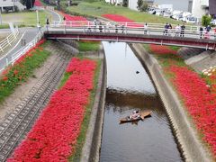 2020豊田市逢妻女川の満開の彼岸花