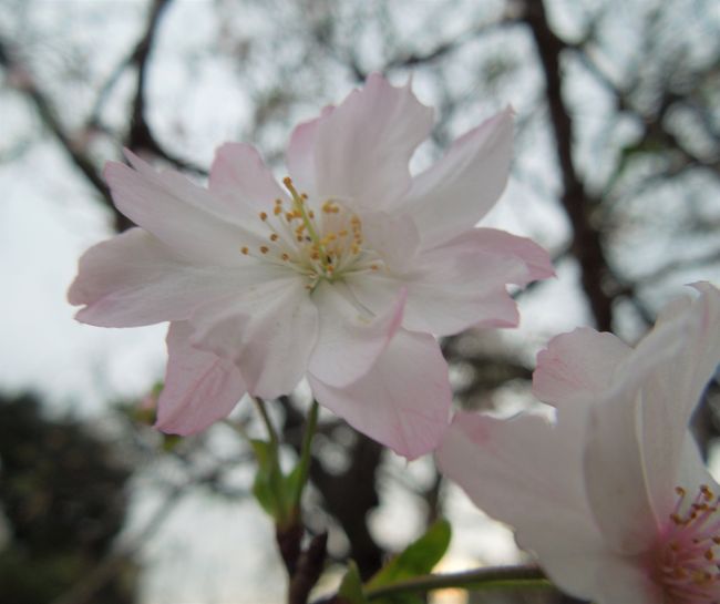 10月4日、午後４時半過ぎにふじみ野市にある亀久保西公園に行き、冬桜をコンパクトカメラにより撮影しました。　目的は昨日撮影した写真は近距離撮影のピントが甘かったので再度撮影に行きました。　薄いピンク色の冬桜を見つけました。<br /><br /><br />*写真は取り直した薄いピンク色の冬桜