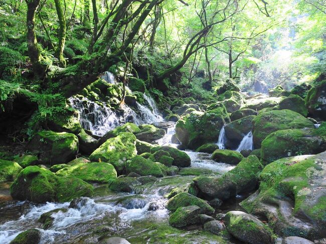 仔猫といっしょ計画（山形旅行２０２０　２日目 鳥海山編）