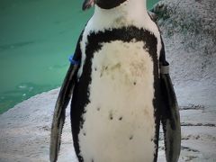 千葉市動物公園-2　子ども動物園　ウマ・ブタ・インコ・カピパラ・・☆ケープペンギン；アフリカ南部に