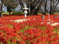 「恩林寺」のヒガンバナ_2020（3）_ほぼ満開、見頃最盛期でした。（群馬県・邑楽町）