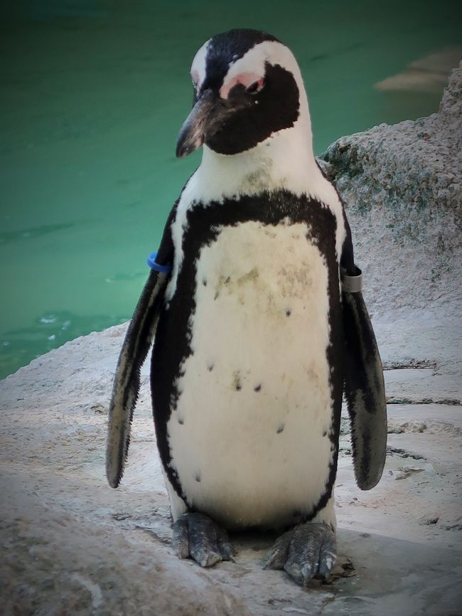 ケープペンギンは、ケープペンギン属に属するペンギン。別名はアフリカンペンギン、足黒ペンギン。体長は約70cmと中型である。 ケープ地方に生息するため、「ケープペンギン」と命名された。アフリカで唯一見ることができるため、「アフリカンペンギン」と呼ばれることも多い。<br />胸のラインが1本で細く、同時に顔の白い部分が多いという点が、ケープペンギン属の中でケープペンギンを見分けるめやすとなる。<br />寒流のベンゲラ海流が影響を与える、ナミビア南部から南アフリカ沿岸部を繁殖地とする。　成鳥は、定住性が強い。<br />（フリー百科事典『ウィキペディア（Wikipedia）』より引用）<br /><br />子ども動物園<br />ヤギやヒツジなどの動物に直接触れることができる。大きな馬やロバ、牛、カピバラ、プレーリードッグ、オウム、ペンギンなどの動物を近くから見ることができる。<br /><br />千葉市動物公園（Chiba Zoological Park）は、千葉県千葉市若葉区源町280番地にある動物公園である。立ち姿で有名なレッサーパンダの「風太」を飼育することで知られる。房総の魅力500選に選定されている。 <br />開園当初から、世界の霊長類の飼育、特に絶滅が危惧される希少種の繁殖に力を入れ、また、猛獣を避け、小動物・草食動物・鳥類などの動物を飼育する傾向にある。 <br />千葉市都市局公園緑地部が運営する。公園面積 339,722平方メートル。 <br /><br />園内は、モンキーゾーン、動物科学館、子ども動物園、小動物ゾーン、草原ゾーン、鳥類・水系ゾーン、大池の各エリアからなる。中央の噴水広場を中心とし、各エリアが放射状に隣接する構造とし、移動に配慮する。 <br />（フリー百科事典『ウィキペディア（Wikipedia）』より引用）<br /><br />千葉市動物公園　については・・<br />https://www.city.chiba.jp/zoo/