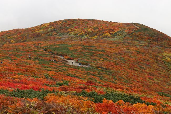 ブララブコー「紅葉シーズン到来！これが噂の神の絨毯☆栗駒山」