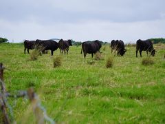 遅めの夏休みを石垣島で。曇天の黒島でレンタサイクル