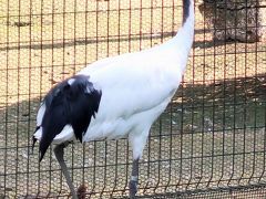 千葉市動物公園-5　鳥類・水系ゾーン　タンチョウ・フクロウ・イヌワシ・・☆アメリカビーバーの泳ぎ