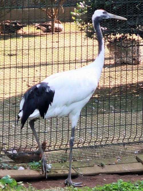 千葉市動物公園-5 鳥類・水系ゾーン タンチョウ・フクロウ