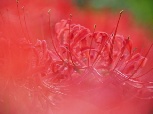 彼岸花の季節。真っ赤な花を道端でも目にすることはありますが、どうせなら群生しているのを見たいと今年は埼玉の巾着田に行こうと思っていたのに、コロナ禍で混雑を避けるため花をカットしてしまったという悲しい知らせ。ならば地元でゆっくり見ようと晴れた日に散歩がてら英勝寺に行ってきました。<br /><br />鎌倉の曼珠沙華スポットとして人気の英勝寺、昨年も訪れたのですが、なんとその日に限って拝観中止！　1年越しで会えた曼珠沙華たちは期待以上の美しさで迎えてくれました。