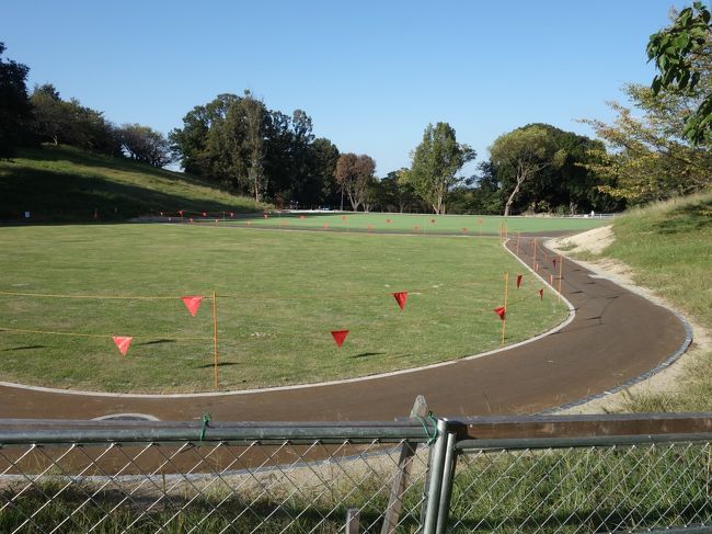 大高緑地公園に芝生広場が出来ました。でも人工芝です。