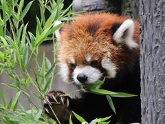 祝日の車デビューの千葉市動物公園（前編）リンゴタイムがなくても魅惑の風太一家＆NHKスゴモリどうぶつえんで見たビーバーの赤ちゃんも会えた@