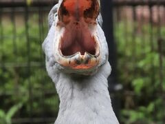 祝日の車デビューの千葉市動物公園（後編）チーターとハイエナもやってきた！＆１頭のみになっていたキリンやマレーバク＆ハシビロコウはよく動く他