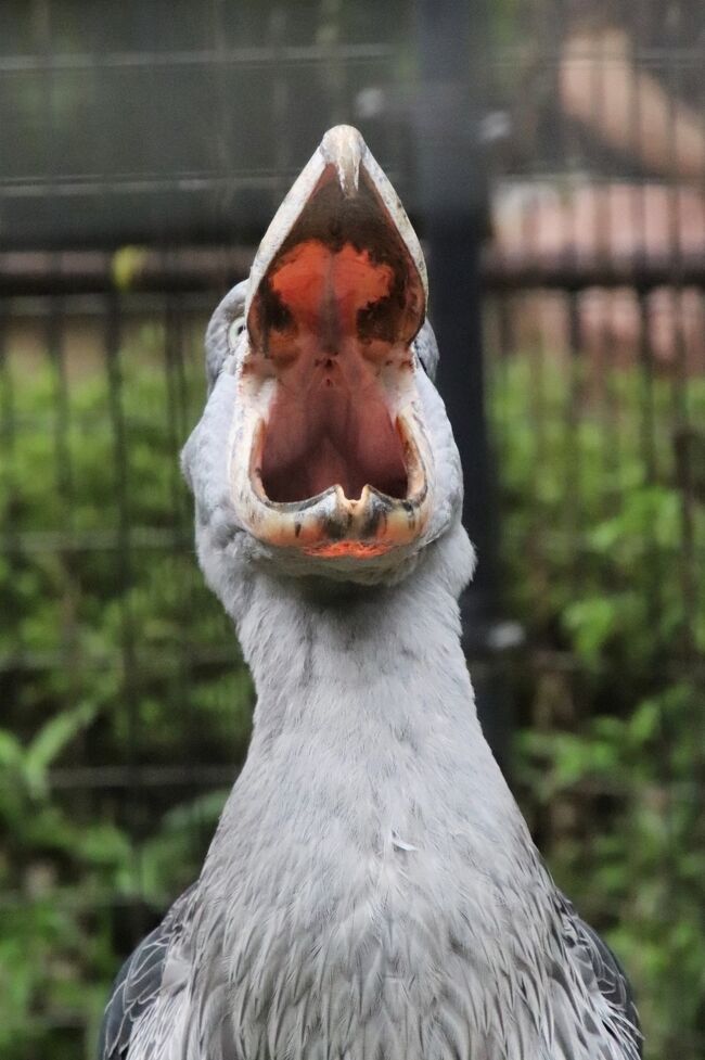 祝日の車デビューの千葉市動物公園 後編 チーターとハイエナもやってきた 1頭のみになっていたキリンやマレーバク ハシビロコウはよく動く他 千葉市 千葉県 の旅行記 ブログ By まみさん フォートラベル