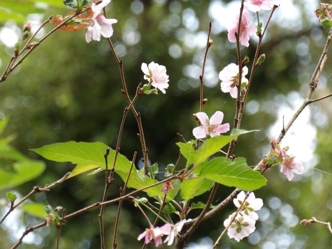 　今年の秋は桜の開花情報が多く寄せられている。横浜市内か神奈川県内で秋に桜が咲いている場所がないか検索したが、一番近い場所が六儀園である。春に寄せ植えされた枝垂れ桜を見に行ったことは何度かあるが、敢えてこのコロナ禍の中で東京まで出かける気が湧かない。<br />　そんな中で今日、小菅ヶ谷北公園（横浜市栄区小菅ヶ谷4）を訪れて、秋に咲く桜を見付けた。秋に咲く桜は10年弱振りくらいか？前回は葛に覆われて枯れそうになっていた桜の木を弦を切って日が当たるようにしてやったら、その1週間後くらいに通常の2倍ほどもあろうかという大きな花を咲かせて驚いたことがあった。今日の桜の花はやけにピンク色が濃く、色が薄い十月桜ではないことは確かだ。<br />　念じれば通じるとはまさにこのことか。<br />（表紙写真は小菅ヶ谷北公園で秋に咲く桜）