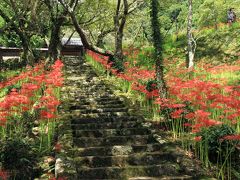 佛隆寺の彼岸花　見事に復活しています。