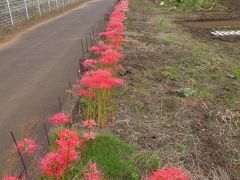 所沢市南永井付近の散策②・・彼岸花と植木畑の風景