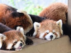 レッサーパンダはかわゆい !!! 鯖江市西山動物園