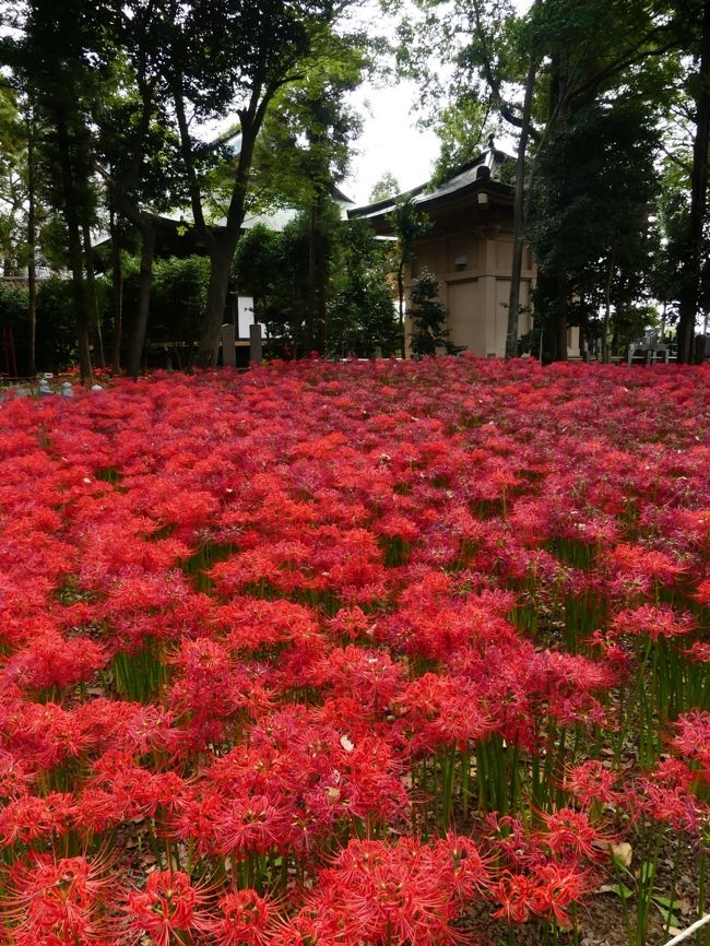 正方寺 のヒガンバナ 見頃と 傷んだ花と 枯れた花が ほぼ同率 群馬県 太田市 太田 群馬県 の旅行記 ブログ By Minamicazeさん フォートラベル